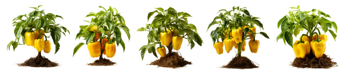Plant of yellow bell peppers,