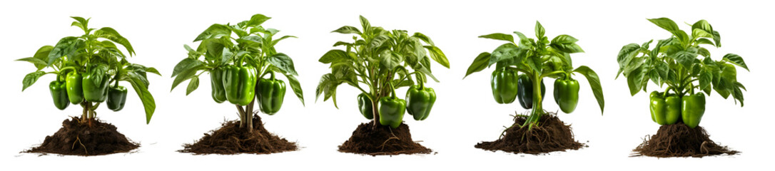 Plant of green bell peppers, - obrazy, fototapety, plakaty