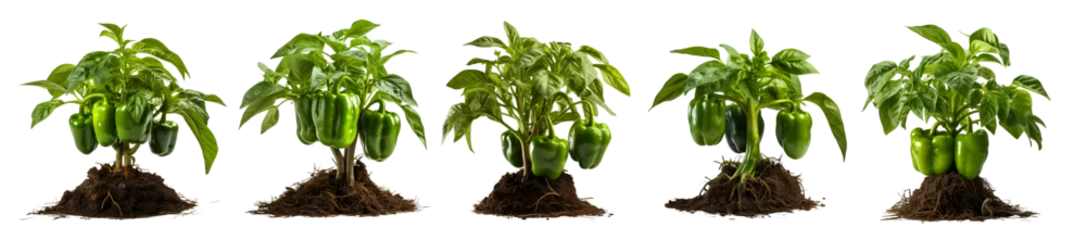 Foto op Plexiglas Plant of green bell peppers, © nali