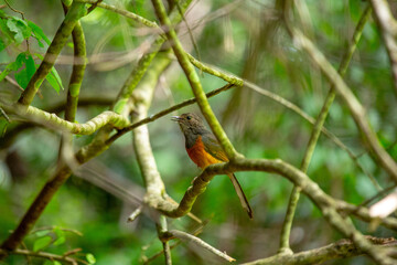 White-rumped Shama (Copsychus malabaricus) Spotted Outdoors in Southeast Asia