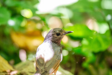 White-rumped Shama (Copsychus malabaricus) Spotted Outdoors in Southeast Asia