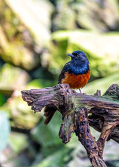 White-rumped Shama (Copsychus malabaricus) Spotted Outdoors in Southeast Asia