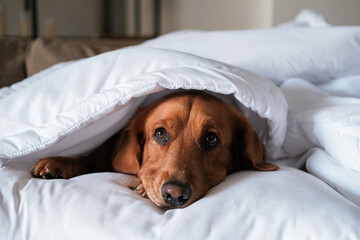 A dog of the Golden Retriever breed lies under a white blanket. Colds in autumn and winter. A...