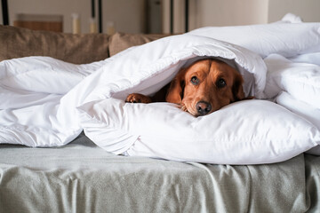 Cold season, a dog of the Golden Retriever breed lies under a warm white blanket and warms itself....