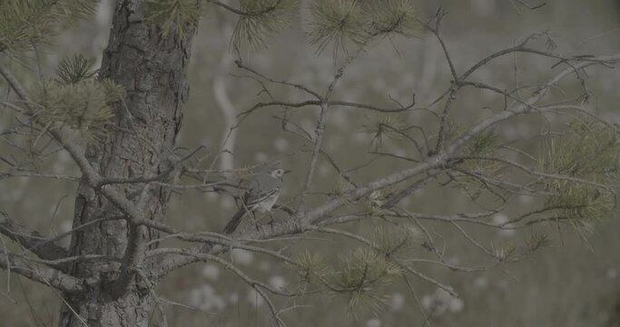 clog2, clog, canon c70, c log 2 Wagtail On Branch. Motacilla Flava Is A Small Passerine In The Wagtail Family Motacillidae, Which Also Includes The Pipits And Longclaws. This Species Breeds In Much Of