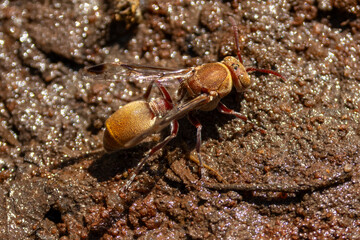Eine afrikanische Faltenwespe in der Draufsicht