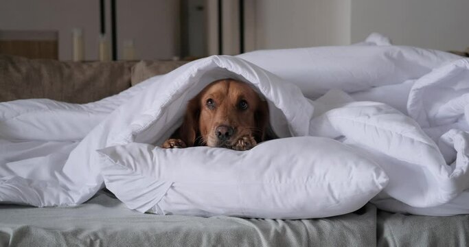 A dog of the Golden Retriever breed lies under a white blanket. Colds in autumn and winter. A sleeping dog lies under a blanket, the house is cold, the heating is on.