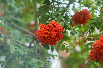 Rowan branch with a bunch of red ripe berries. Sorbus aucuparia tree close up