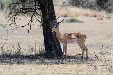 Impala male closeup portrait in the tree shade in  great plains of Serengeti ,Tanzania, Africa