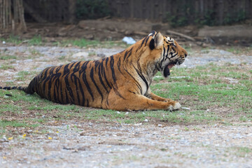 The bengal tiger is sit and rest in garden