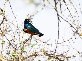 Superb Starling on tree branch in Serengeti, Tanzania
