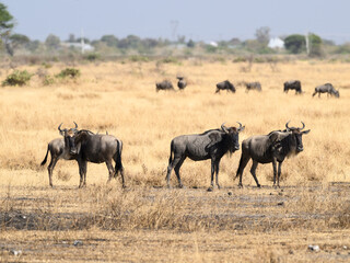 Naklejka na ściany i meble Wildebeests in the great plains of Serengeti ,Tanzania, Africa