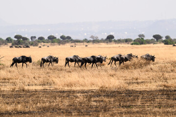 Naklejka na ściany i meble Wildebeests in the great plains of Serengeti ,Tanzania, Africa