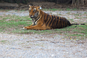 The bengal tiger is sit and rest in garden