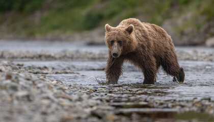 Obraz premium A brown or grizzly bear fishing for salmon in Katmai, Alaska 