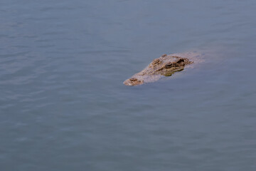 Close up head crocodile is show head in river at thailand.(focus eye)