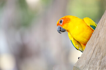 The mini parrot bird on stick tree