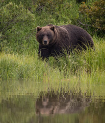 Grizzly Bear in Anchorage, Alaska