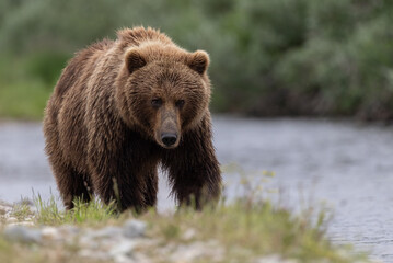 A brown or grizzly bear fishing for salmon in Katmai, Alaska 