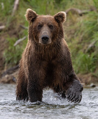 A brown or grizzly bear fishing for salmon in Katmai, Alaska  - obrazy, fototapety, plakaty
