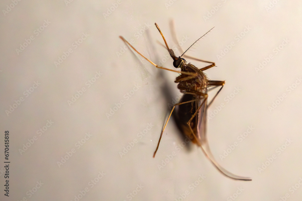 Wall mural Mosquito on the wall background close up