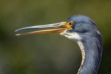 Closeup of a vibrant Anhinga with a blurry background
