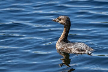 Closeup of a vibrant Anhinga with a blurry background