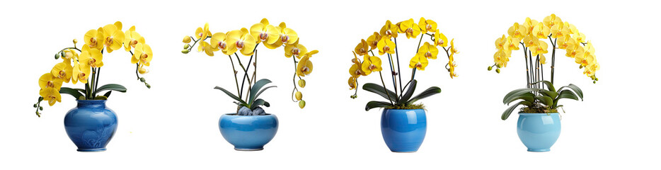 Set of beautiful yellow blossoming orchid plants with ornamental houseplants in blue vases,...