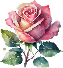 pink rose watercolor icon