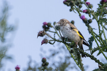 European goldfinch