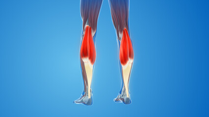 Obraz na płótnie Canvas Gastrocnemius Muscles pain and injury