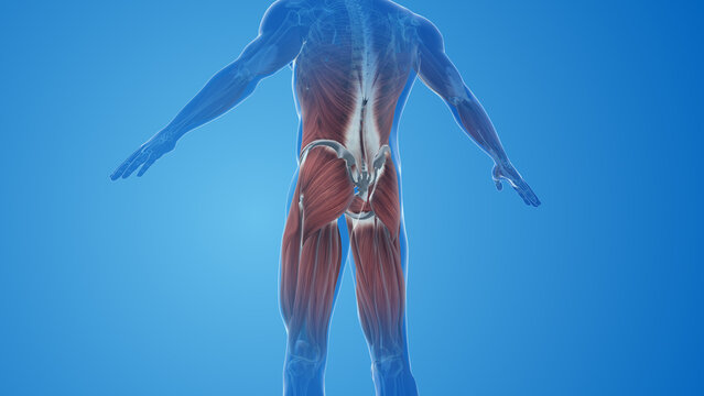 Gluteus Maximus Muscles pain and injury
