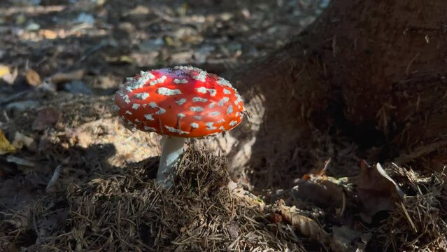 The toxic and poisonous mushroom, the scientific name of which is the red amanita mushroom.