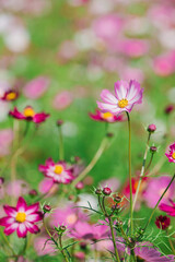 ひたち海浜公園の秋桜