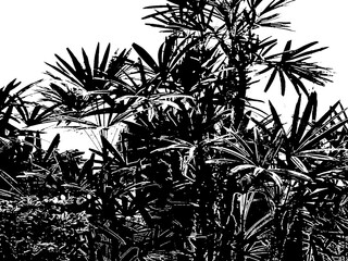 Tropical plants black and white graphic