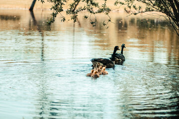 A pair of Canadian Geese swim in a pond with their family of goslings. 