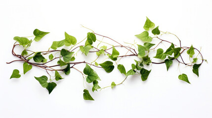 green vine plant isolated on white
