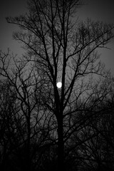 Halloween Themed, Dark Silhouette Trees and Moon Glow
