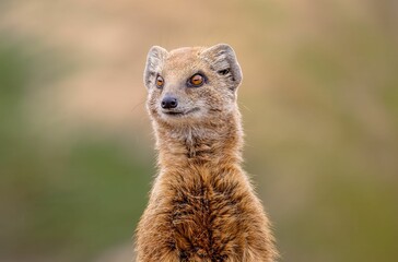 Selective focus shot of a yellow mongoose with orange eyes