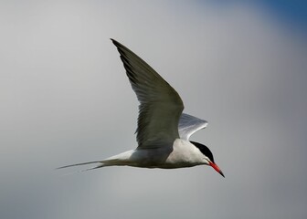 Fototapeta na wymiar Closeup shot of an Arctic tern bird flying in a cloudy sky
