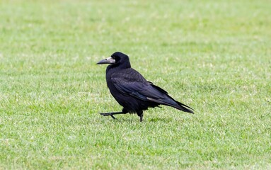 Fototapeta premium Closeup shot of a black rook bird on a grassy green field