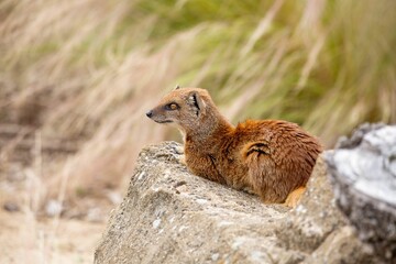 Selective focus shot of a yellow mongoose with orange eyes on a rock