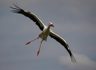 Fototapeta premium Beautiful shot of a majestic white stork flying through the sky