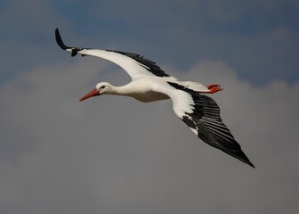 Obraz premium Beautiful shot of a majestic white stork flying through the sky