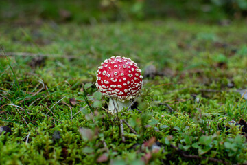 fly agaric mushroom in the forest