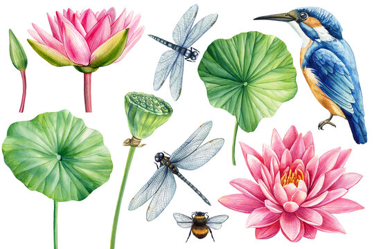 Lotus Pink flower, leaf, seed, bud, kingfisher and dragonfly, flora isolated white background, watercolor illustration