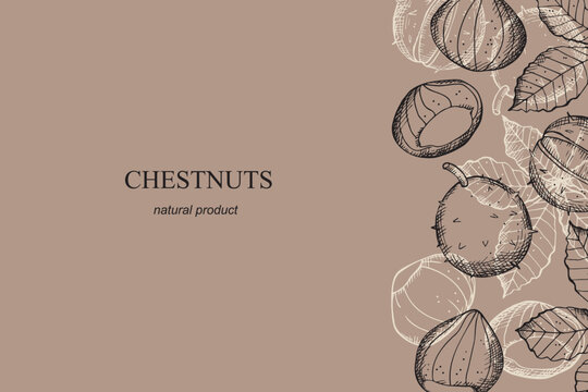 Chestnuts card template design hand drawn vector illustration. Background with leaves and fruits of chestnut plant for packaging, label, wrapping, print, paper. Organic product, food, sweet chestnut