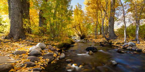 Vibrant Fall Colors / Leaves over River in California