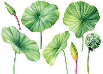 Lotus leaves, bud, seed on isolated white background, green water lily leaves set, watercolor hand drawn flora elements