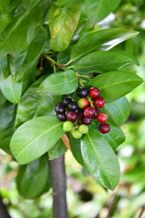 Lorbeerkirsche